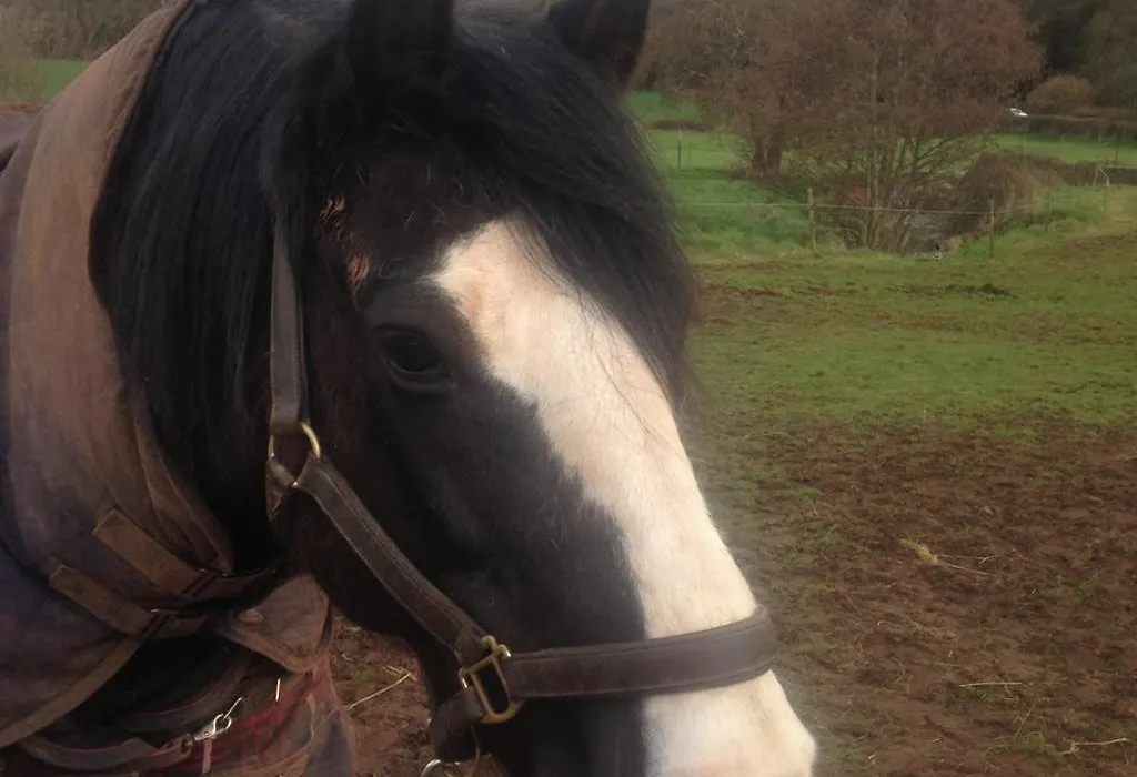 Mill Farm-1
