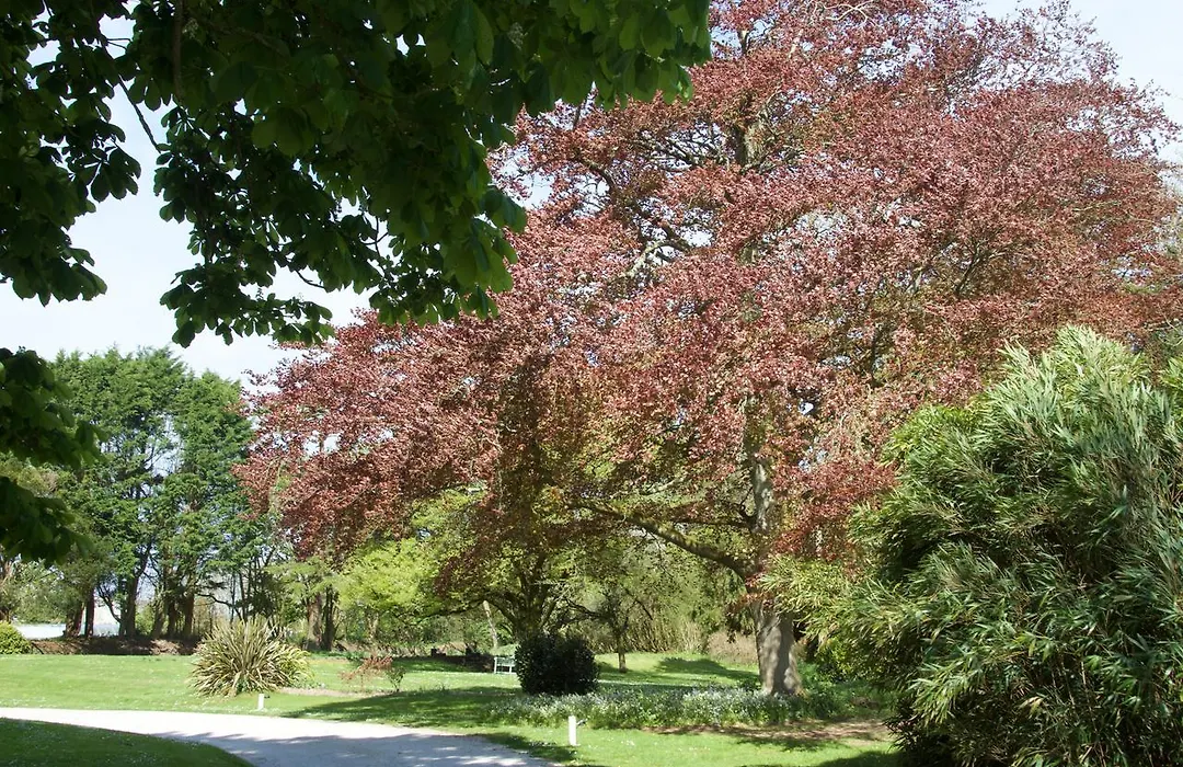 Trewornan Manor-1