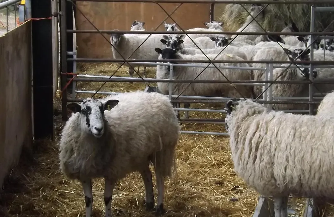 Peartree Farm-1