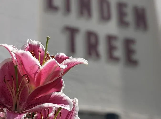 Linden Tree