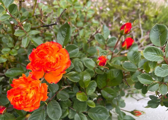 The Robin Hill Bed & Breakfast Torquay, United Kingdom