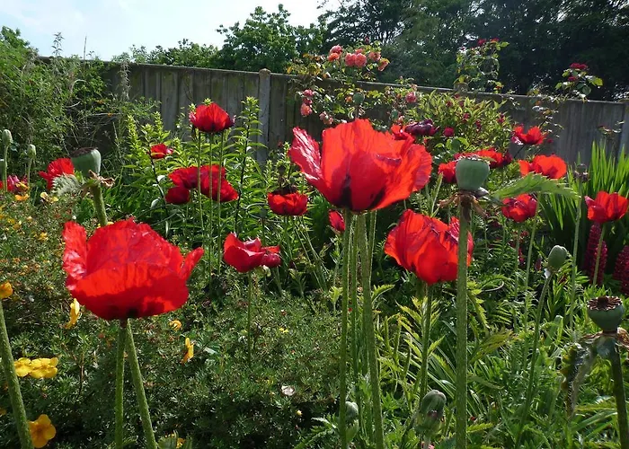Wynards Farm Bed & Breakfast Bere Regis, United Kingdom